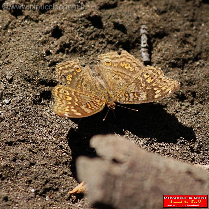 Ethiopia - 215 - Butterfly.jpg